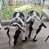 創立12周年を迎え、キックオフランチ会を開催しました